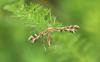 Pterophorinae inconnu